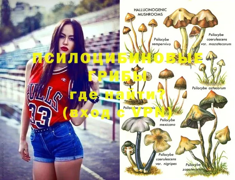 купить наркоту  Буй  Галлюциногенные грибы Psilocybe 